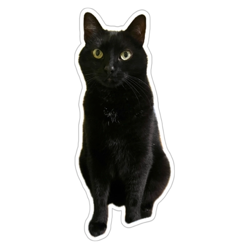 Poldo, il nostro gatto